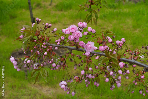 Half open pink flowers and buds of Kiku shidare sakura in May photo