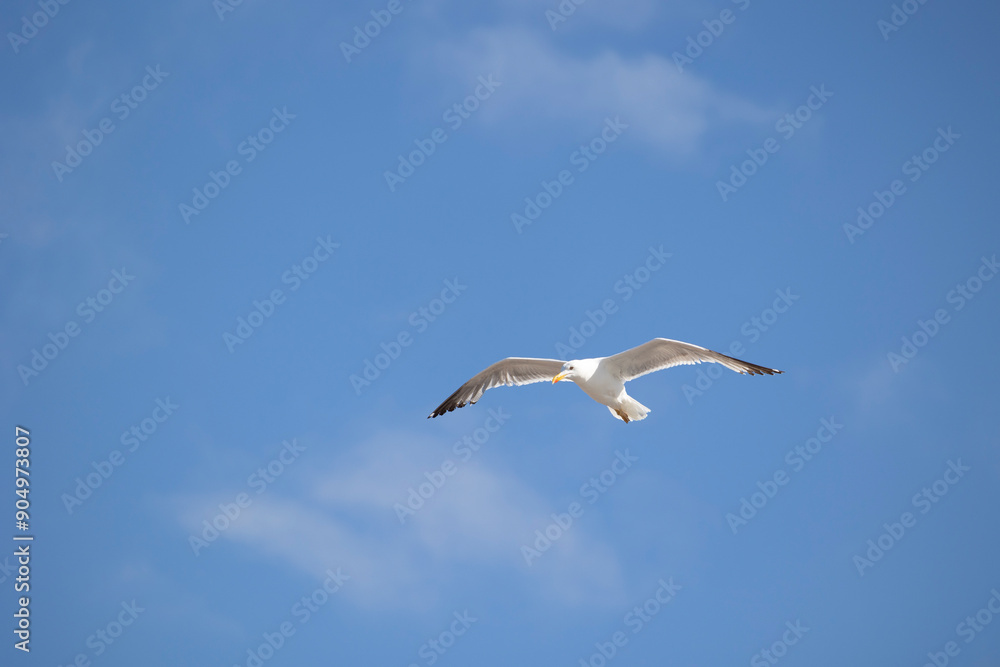 A seagull is gracefully soaring in a clear blue sky with a few scattered clouds on a sunny day, capturing the essence of freedom, peace, and nature in this serene view. A seagull is gracefully soaring in a clear blue sky with a few scattered clouds on a sunny day, capturing the essence of freedom, peace, and nature in this serene view.