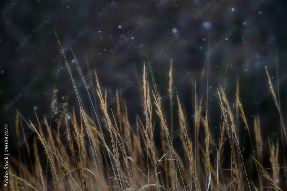 Obraz premium Harfa traw