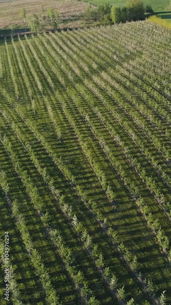 Countryside, beautiful view of the plantation of young apple trees, apple orchard from a height of flight, growing trees, vertical video. Countryside, beautiful view of the plantation of young apple trees, apple orchard from a height of flight, growing trees, vertical video.