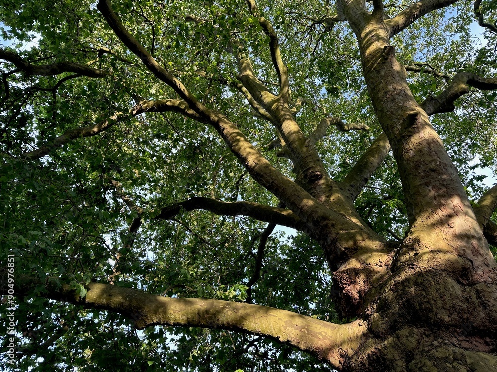Obraz premium Tree with green leaves outdoors, low angle view