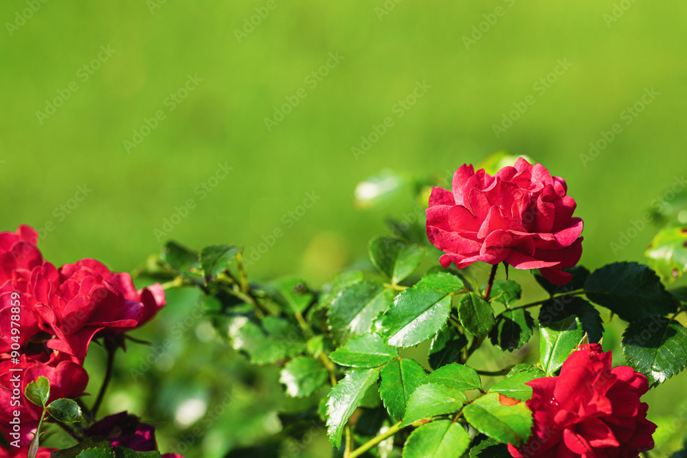 Obraz premium red roses in the garden