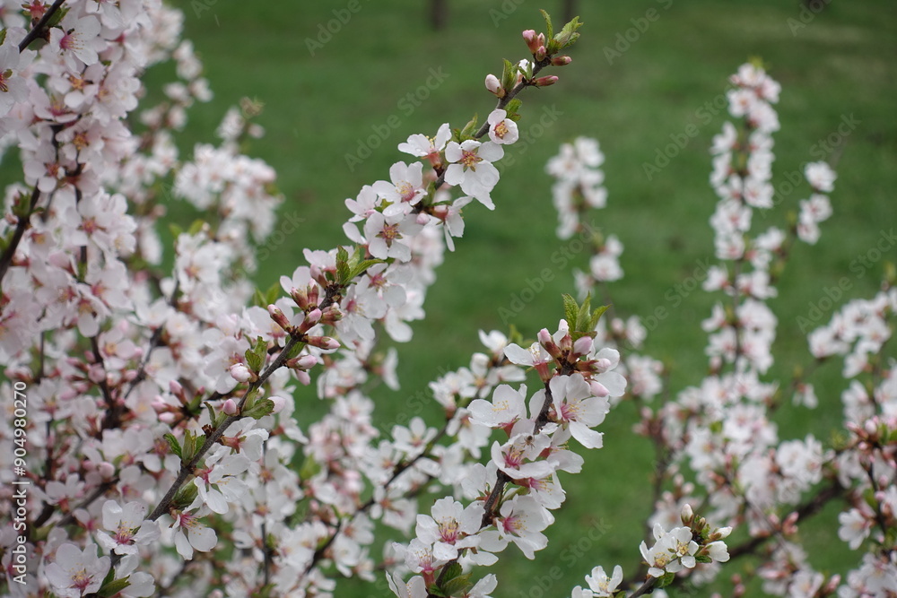 Dozens of white flowers of Prunus tomentosa with dew in April Dozens of white flowers of Prunus tomentosa with dew in April