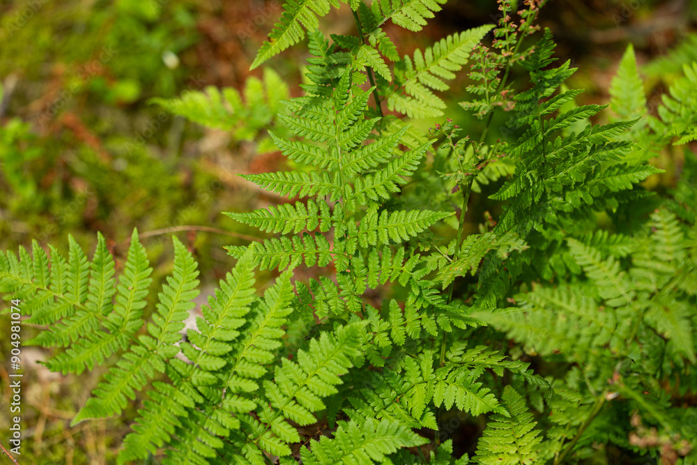 fern leaves in the forest fern leaves in the forest