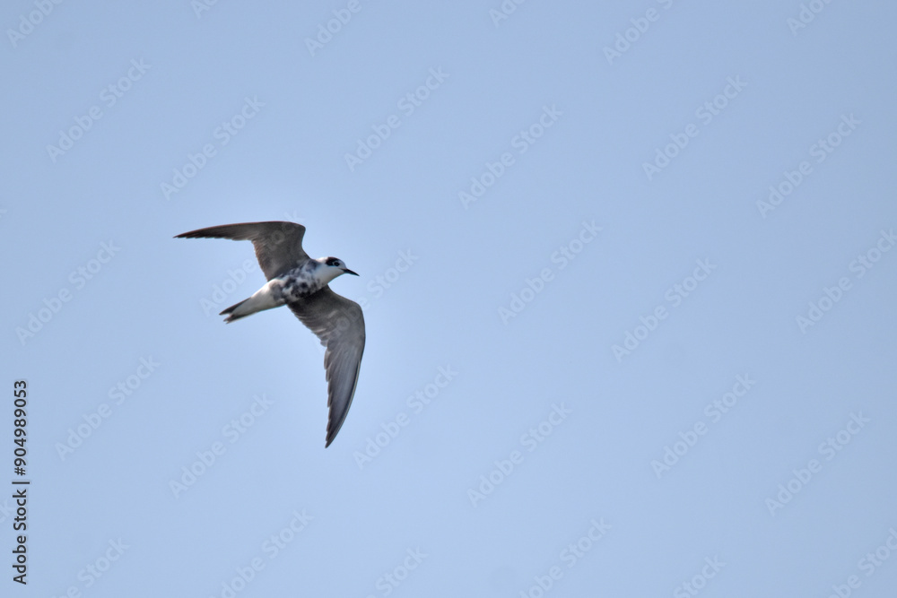 Obraz premium Black Tern Flying in the Sky