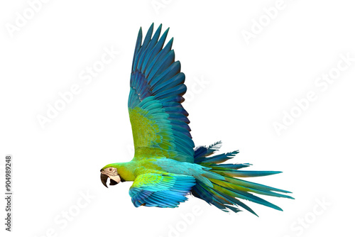 Colorful flying Buff Gold​ Macaw parrot isolated on transparent background png file