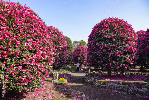 Seogwipo-si, Jeju-do, South Korea - December 13, 2022: Winter view of tourists on the trail and camellia trees with red flowers at Botanical garden of Camellia Hill 