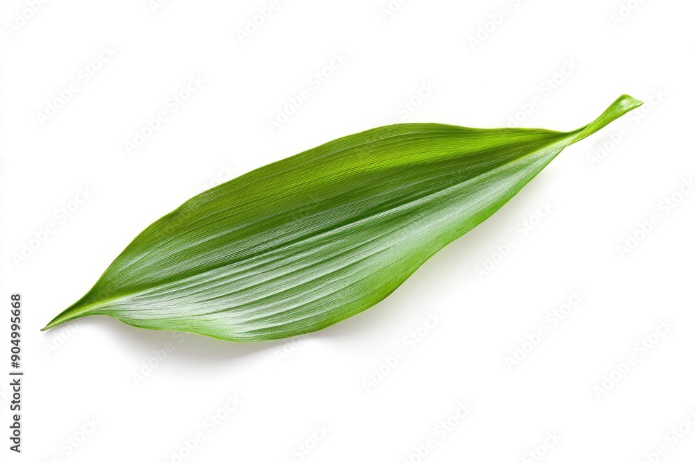 Lily of the valley Leaf, isolated on white background, full depth of field, ai Lily of the valley Leaf, isolated on white background, full depth of field, ai
