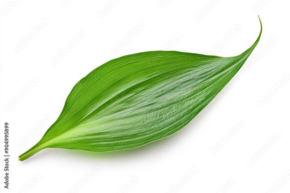 Lily of the valley Leaf, isolated on white background, full depth of field, ai Lily of the valley Leaf, isolated on white background, full depth of field, ai