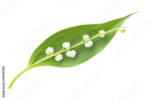 Lily of the valley Leaf, isolated on white background, full depth of field, ai