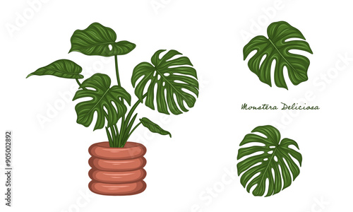 Monstera Deliciosa Plant in Pot Monstera Leaves Set Hand Drawn Vector Illustration