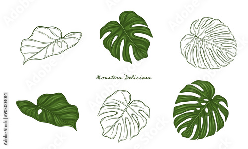 Monstera Deliciosa Leaves Set Hand Drawn Vector Illustration