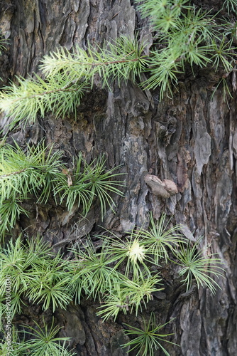 Larix laricina, commonly known as the tamarack, hackmatack. Pinaceae family. Hanover Berggarten, Germany. photo