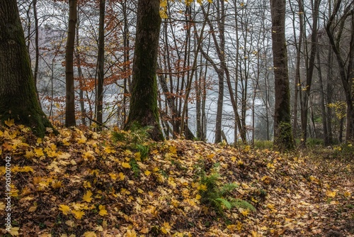 Fototapeta Naklejka Na Ścianę i Meble -  Jesień