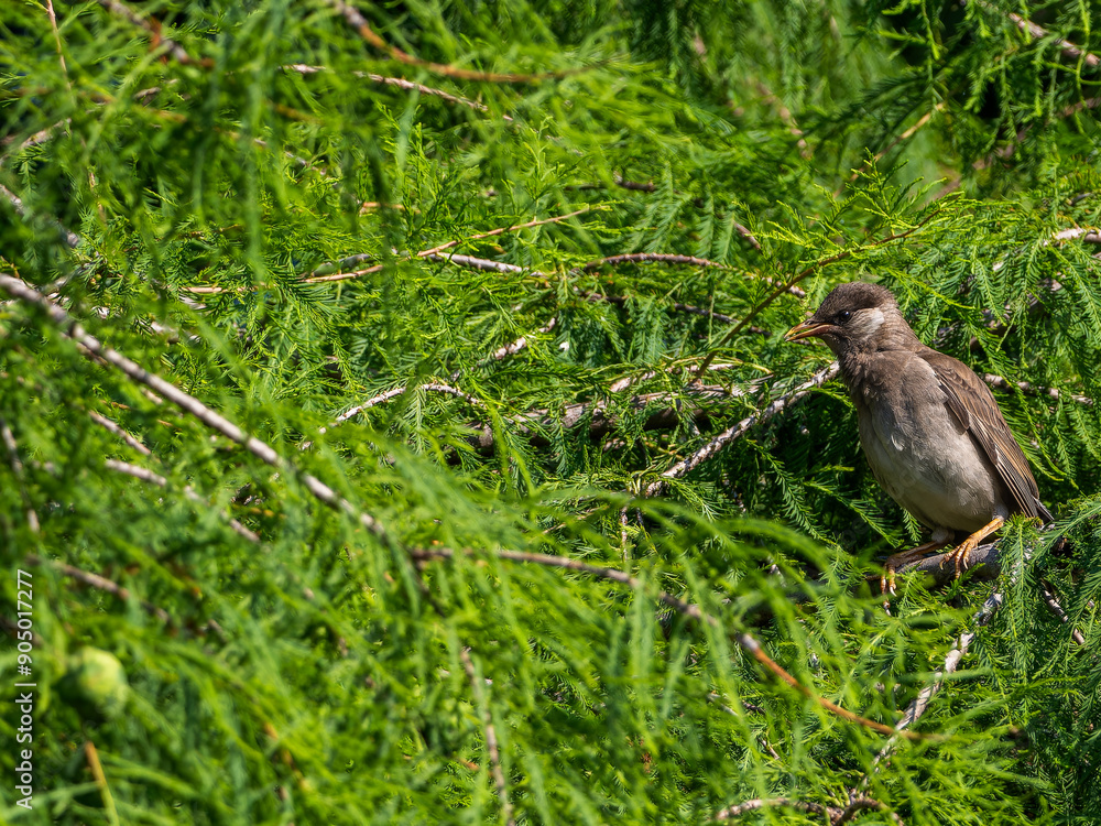 木にとまるムクドリの幼鳥 木にとまるムクドリの幼鳥