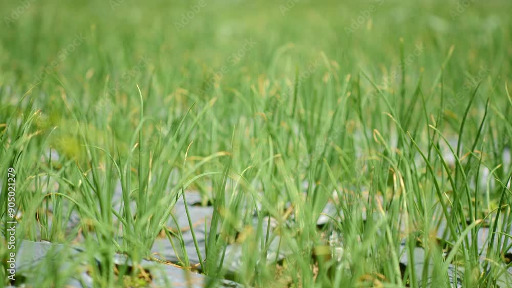 Morning on Merapi Slopes - Panning Close-Up of Onion Gardens with Weed Mat in 4K. Morning on Merapi Slopes - Panning Close-Up of Onion Gardens with Weed Mat in 4K.