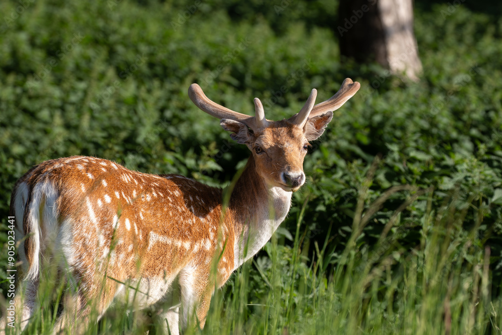 brown and white deer in forest background brown and white deer in forest background