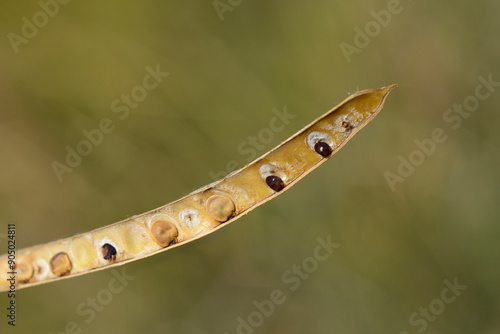 Spanish broom open seed pood with seeds photo