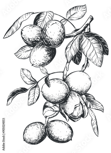Linear sketch of a walnut branch. Hand drawn vector ink drawing of nut. Illustration for menu, packaging, label. Outline illustration using engraving technique on a white background.