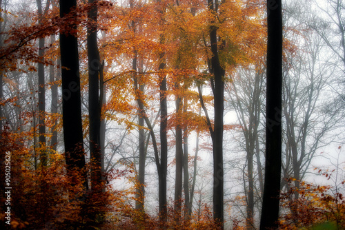 Fototapeta Naklejka Na Ścianę i Meble -  Jesienny las