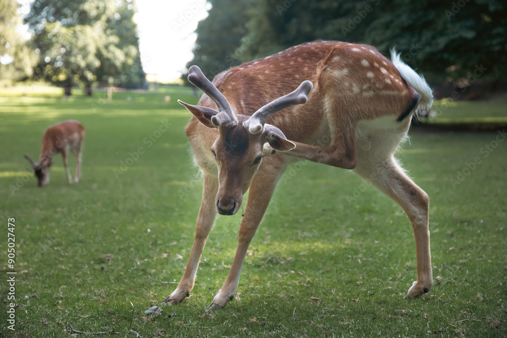Deer fawn animal on forest background Deer fawn animal on forest background