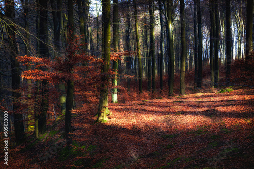 Fototapeta Naklejka Na Ścianę i Meble -  Jesienny las