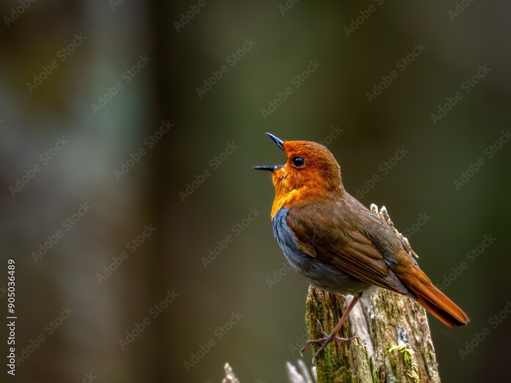 Fototapeta premium 森の中で枯れ木に留まってさえずるコマドリの雄