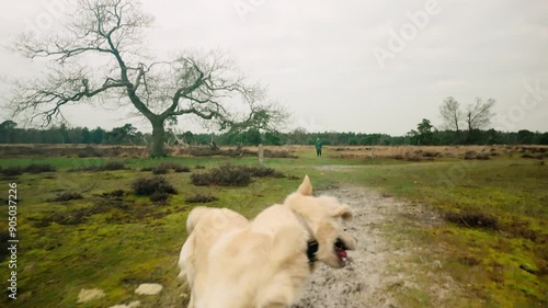 White Golden Retriever dog running and trying to catch a ball in a winter heathland landscape, highlighting its playful nature in the scenic outdoors. Location: Cranendonck, Netherlands photo