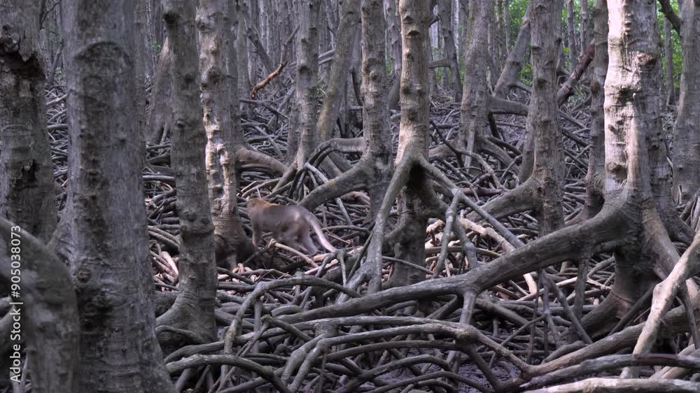 Almost camouflaged by mangrove woodland, animals passing undetected