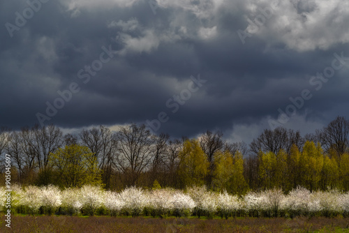 Fototapeta Naklejka Na Ścianę i Meble -  Dramatyczne chmury nad wiosennym sadem