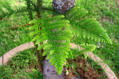 Close up view branch of Araucaria heterophylla photo