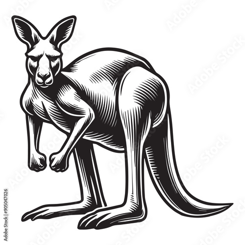 Kangaroo Silhouette - Kangaroo Clipart - A Kangaroo Defensive Pose illustration in black and white