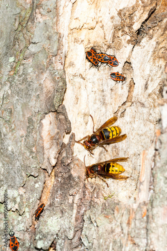 Gemeinen Feuerwanze (Pyrrhocoris apterus) und Hornisse (Vespa crabro) am Nest 