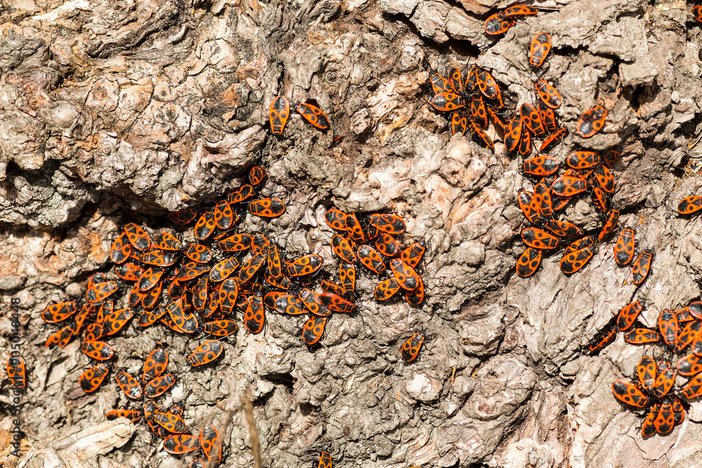 Invasion der Gemeinen Feuerwanze (Pyrrhocoris apterus)
Invasion der Gemeinen Feuerwanze (Pyrrhocoris apterus)