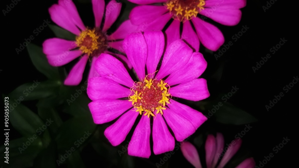Fototapeta premium pink zinnia elegans flower blossom on isolated black background