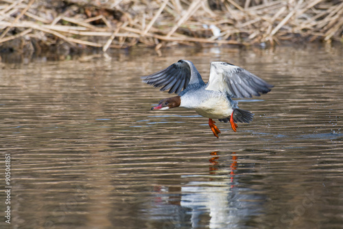 Gänsesäger im Flug an der Spree in der Oberlausitz	