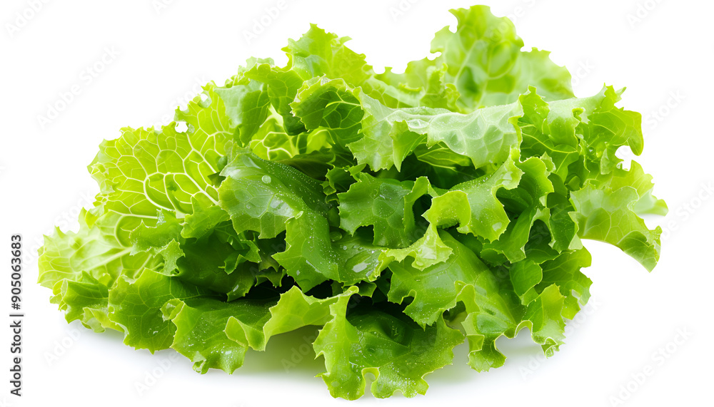 Lettuce leaf isolated on white background close up Lettuce leaf isolated on white background close up