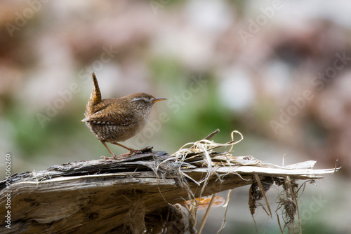 Singendes Zaunkönig Männchen ( Troglodytes troglodytes ) beim Nestbau	 photo