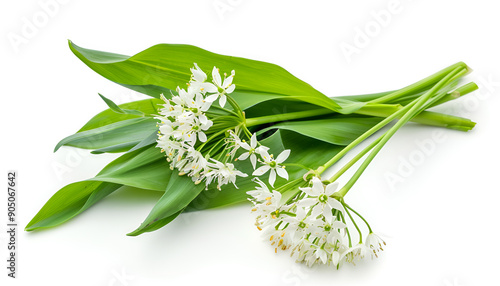 the flower of wild garlic isolated on white background.