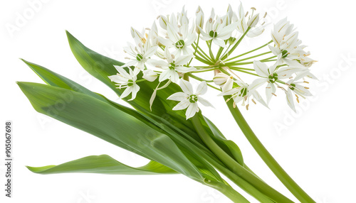 the flower of wild garlic isolated on white background.