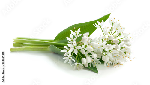 the flower of wild garlic isolated on white background.