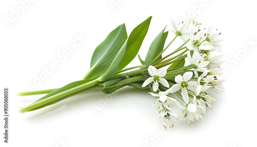 the flower of wild garlic isolated on white background.