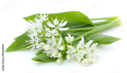 the flower of wild garlic isolated on white background.