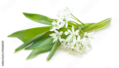 the flower of wild garlic isolated on white background.