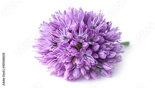 the flower of wild onion isolated on white background