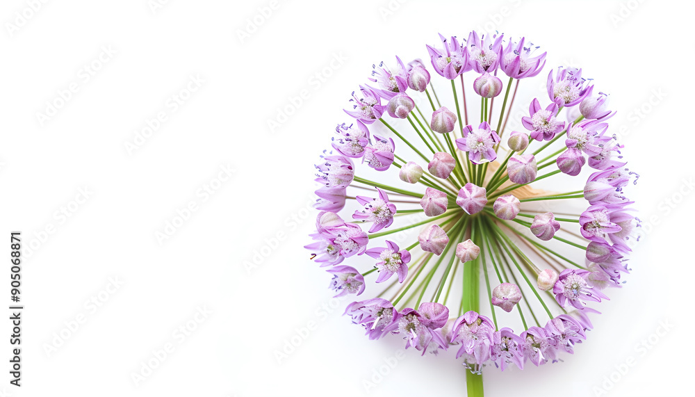 the flower of wild onion isolated on white background the flower of wild onion isolated on white background