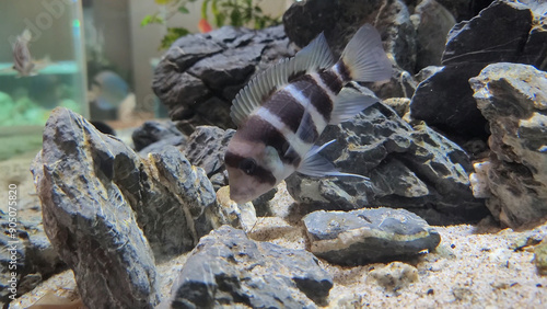 Protonsa fish in a fish tank photo