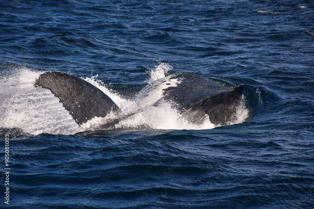 Whales Frolicking on the Ocean Surface Whales Frolicking on the Ocean Surface