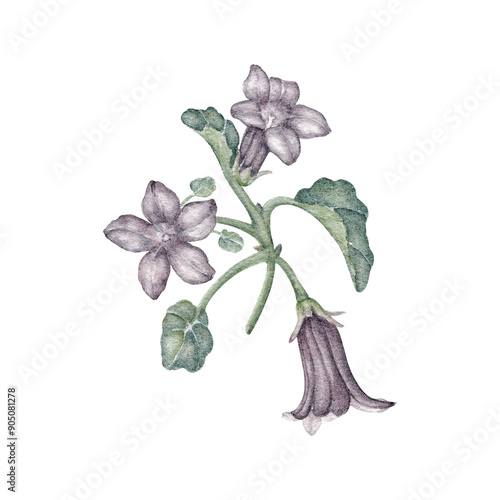 Velvet Campanula. Campanula portenschlagiana, or the wall bellflower. Watercolor illustration of a flower on a stem with leaves photo