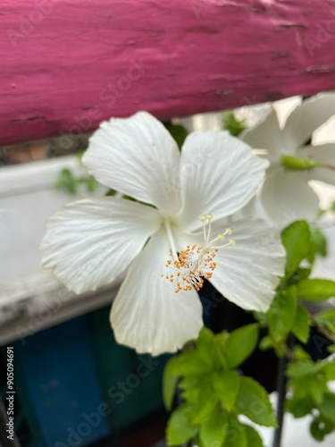 white hibiscus flower